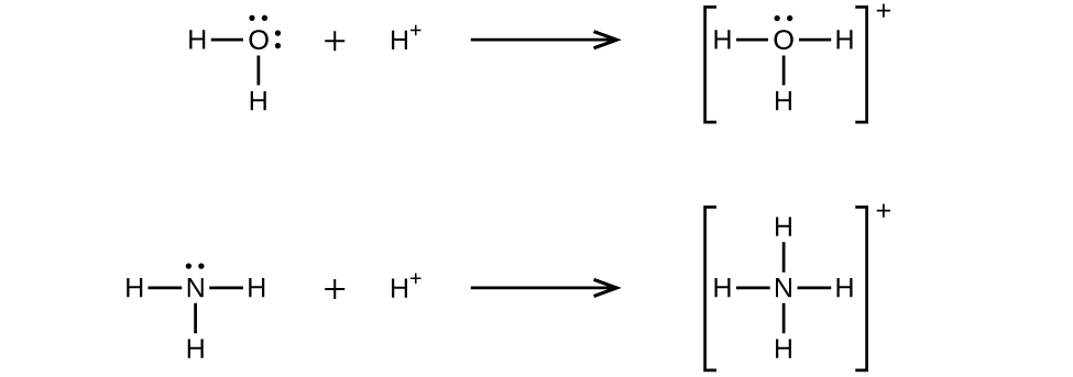 The top equation from left to right shows a Lewis structure of a water molecule with central oxygen ( O ) containing two lone pairs of electrons and is bonded to two hydrogen atoms ( H ) each by single bonds. To the left of this structure is a plus sign followed by a H superscript +. Then a horizontal reaction arrow points right to a Lewis structure of a hydronium ion in square brackets with a superscript + outside the right hand bracket. The equation below this from left to right shows an ammonia molecule with central Nitrogen (N) containing one lone pair of electrons. The N is bonded to three hydrogen atoms ( H ) each by single bonds. To the left of this structure is a plus sign followed by a H superscript +. Then a horizontal reaction arrow points right to a Lewis structure of ammonium, one N single bonded to 4 H, in square brackets with a superscript + sign outside the right bracket.