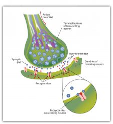 4.1 The Neuron Is the Building Block of the Nervous System ...