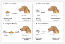 8.1 Learning by Association: Classical Conditioning – Introduction to ...