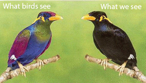 We see a black bird while birds see a purple, green, and blue bird.