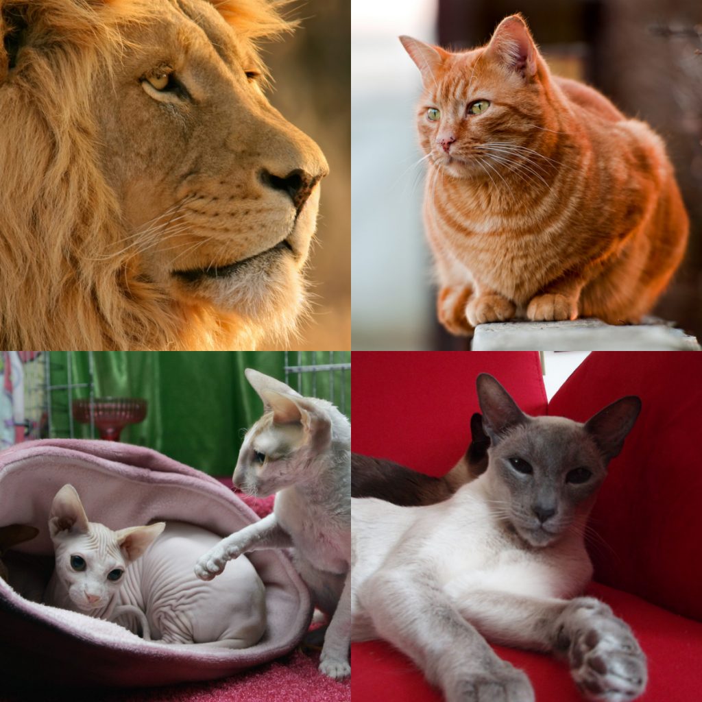 Lions and different breeds of cats.