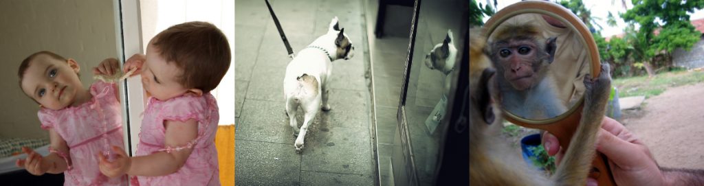 A baby, a dog, and a monkey look at themselves in a mirror.