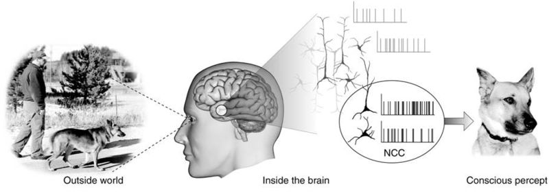 A person sees a dog and the NCC determines how the person consciously perceives the dog.