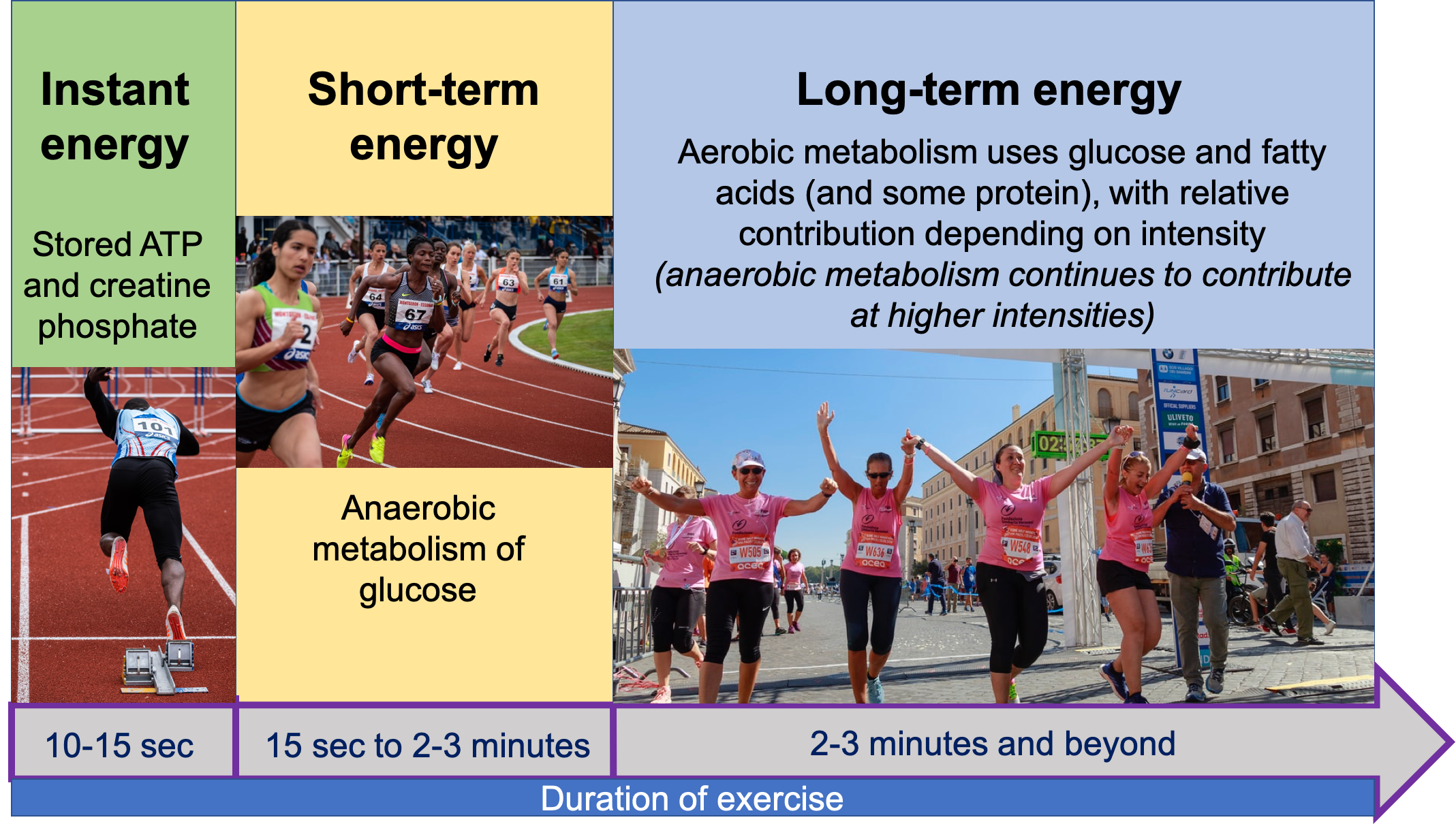 Fuel Sources for Exercise amystest