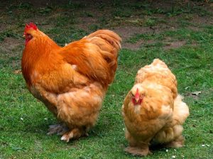 2 fluffy chickens