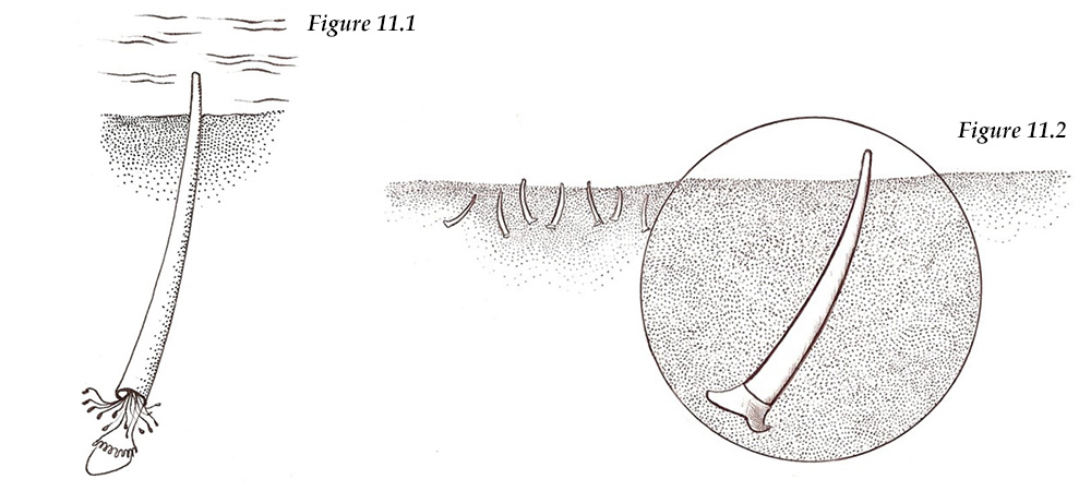 Dentalium pretiosum, a long mollusk of the class Scaphopoda and cross-section