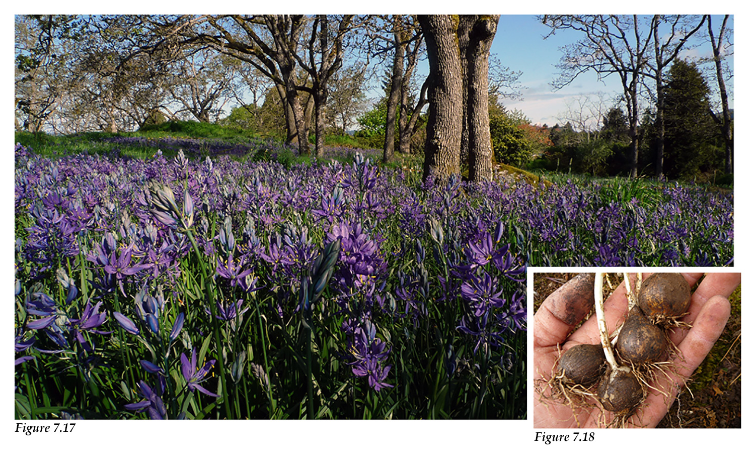 Garry oak meadow with blue camas, roots, and bulbs