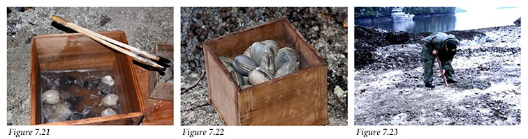 Digging and cooking clams in cedar bentwood boxes