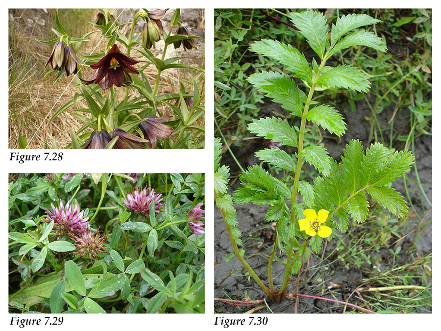 Northern Rice Root Lily, Springbank Clover, and Pacific Silverweed