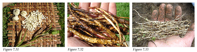 Northern Rice roots and seed pod, Pacific Silverweed roots, and Springbank Clover roots.