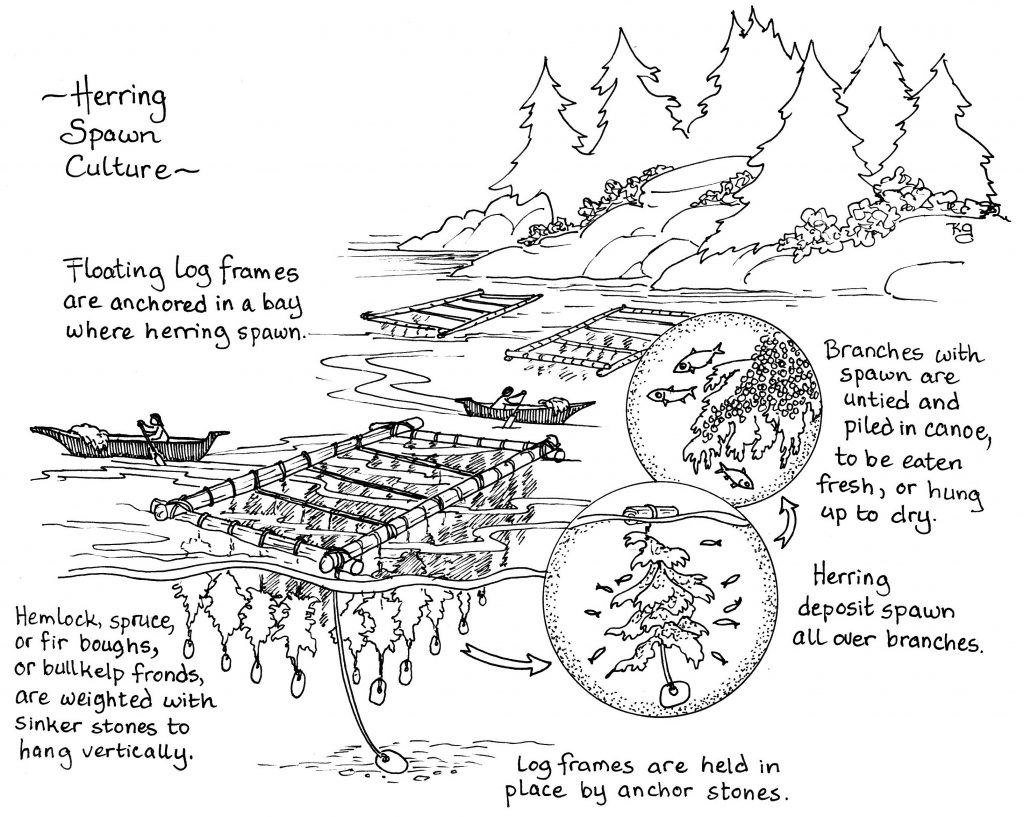 Herring spawn culture