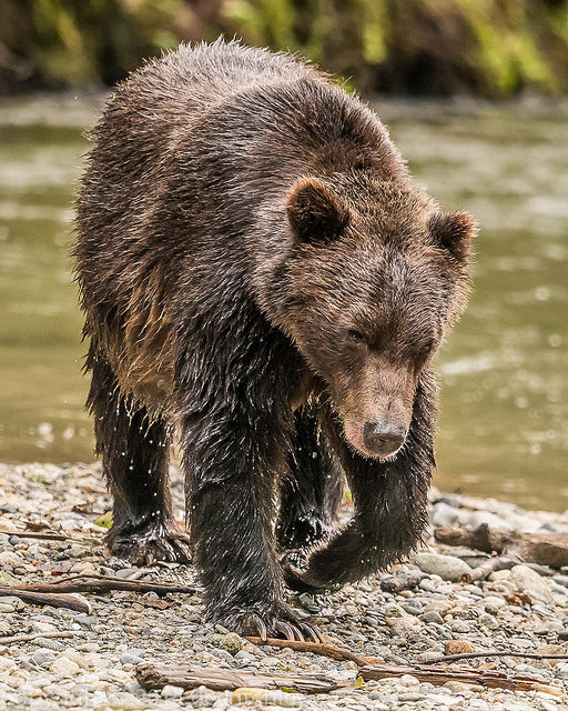 A bear walking along the edge of a river.