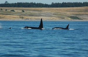 Killer whales coming up for air.