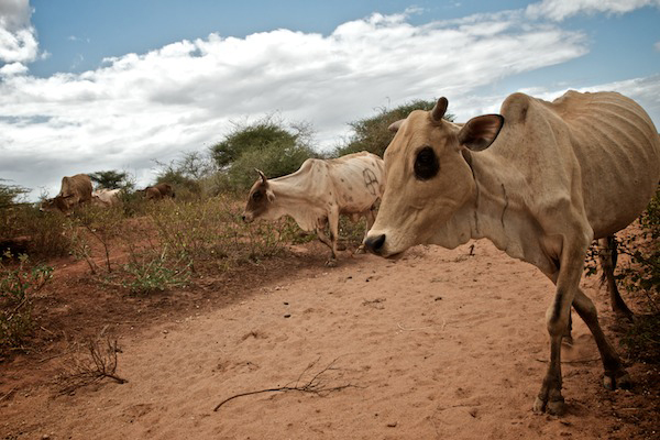 Cows so skinny their ribs are showing, walk through a desert.