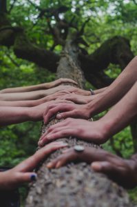 Photo of hands on the trunk of a tree.