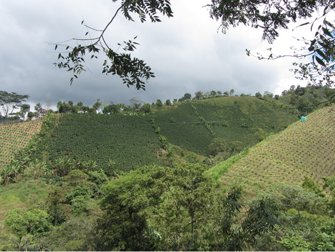 A hilly coffee plantation on a cloudy day. Some plots are harvested.