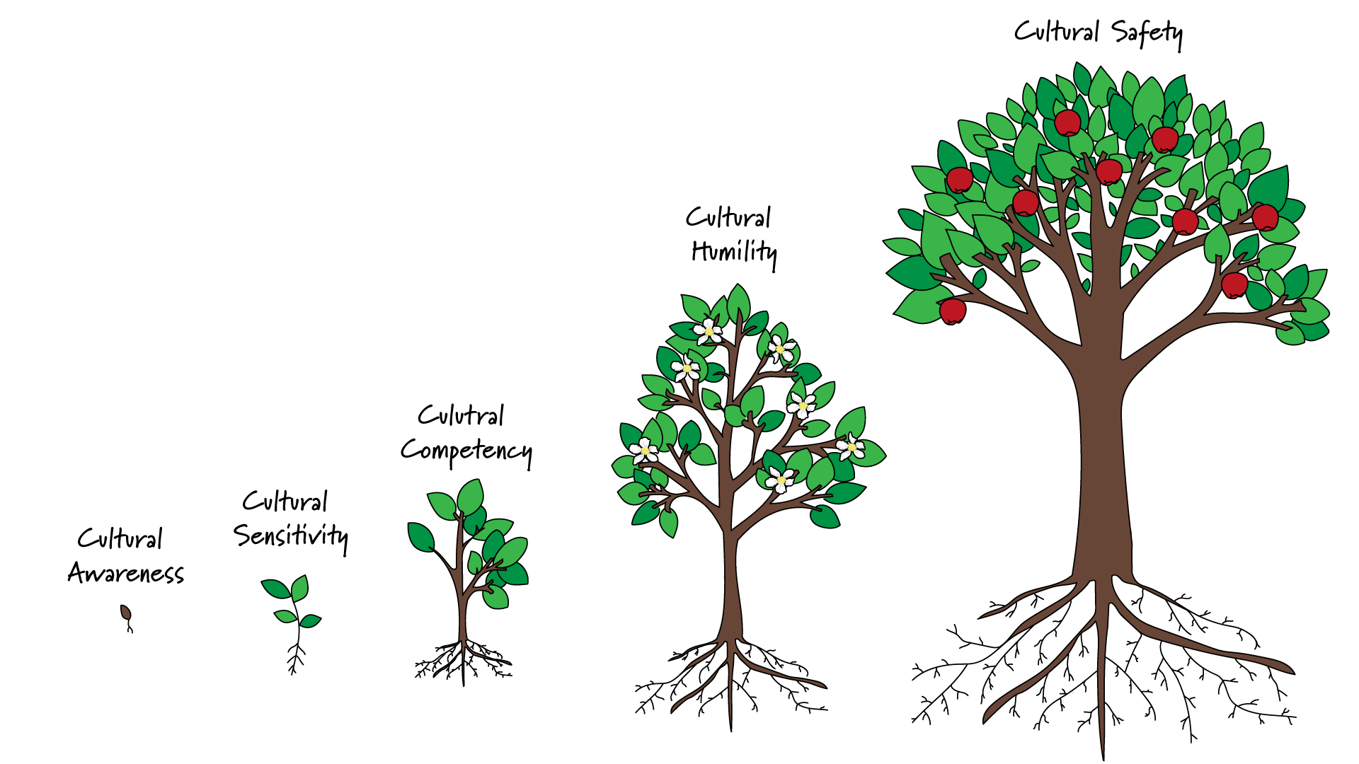 Stages of a tree growing from seed to an apple tree compared to cultural safety.