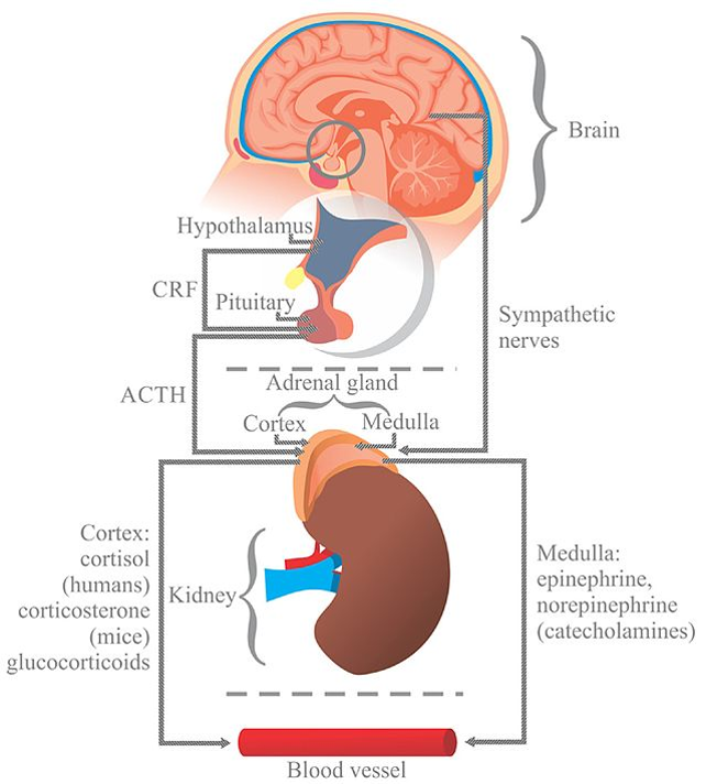This image illustrates the response to stress. The hypothalamus releases the corticotrophin releasing factor (CRF) into the anterior pituitary, which in turn release the adrenocorticotropic hormone (ACTH) into the blood stream. ACTH stimulates the generation of glucocorticoids which is cortisol in humans and corticosterone in mice in the cortex part of the adrenal gland, and then to the blood. In the medulla of the adrenal gland, stress also stimulates the autonomic sympathetic nerves, which cause the release of the catecholamines norepinephrine and epinephrine into the blood.