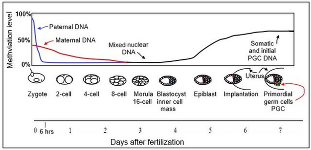 Shows a graph in grayscale with different levels of fertilization, the x-axis shows the days after fertilization and the y-axis shows the methylation levels.