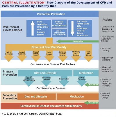 Flow diagram of the Development of CVD and possible prevention by a Healthy Diet.