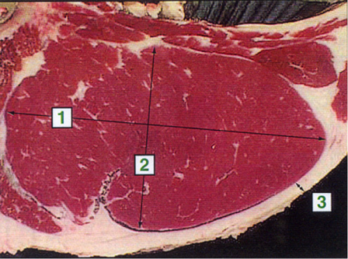Figure 15 Measuring yield for grading showing length (1), width (2), and fat thickness (3). Photo by Jakes and Associates shared under CC-BY-NC 4.0
