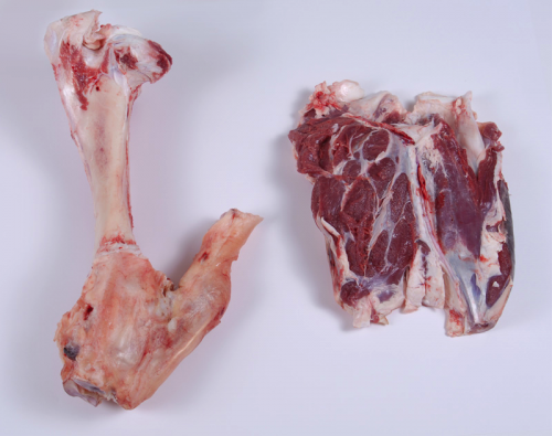 Figure 2 Bone with tendon attached (left) and muscle removed (right). Photo by Jakes and Associates shared under CC-BY-NC 4.0