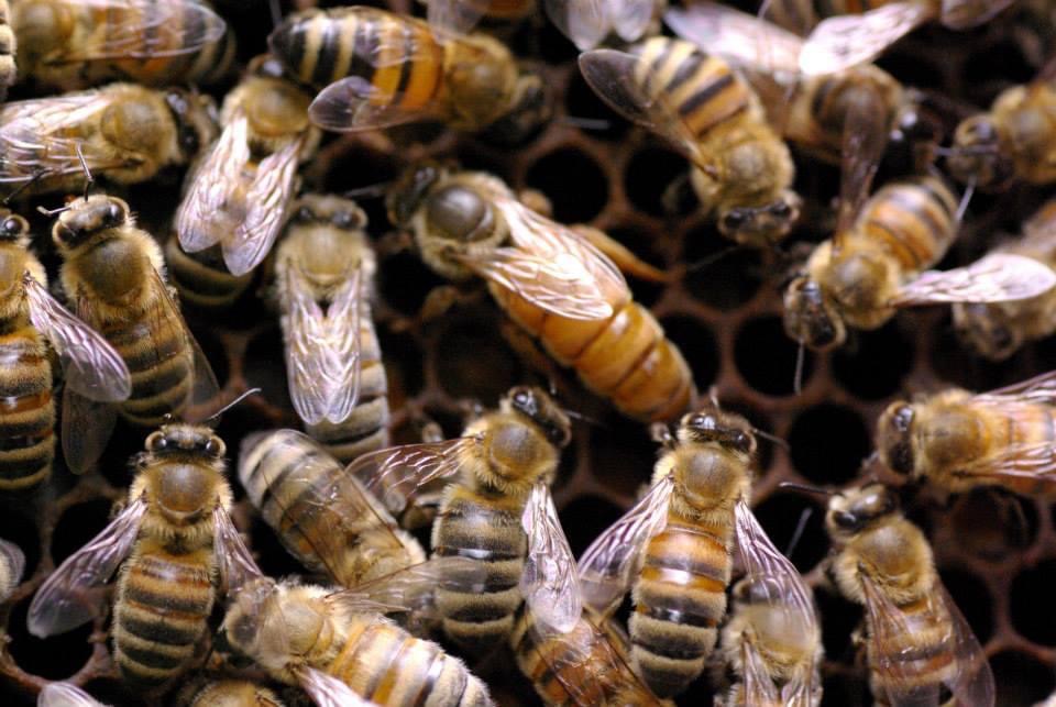 Worker bees surround a queen bee within the honeycomb.