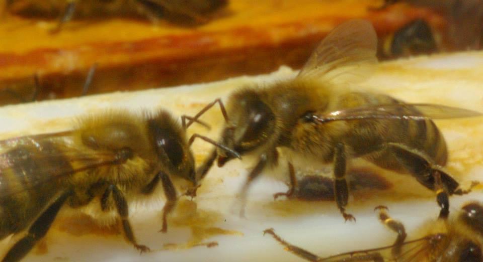 A close up photo of two worker bees touching antenna.