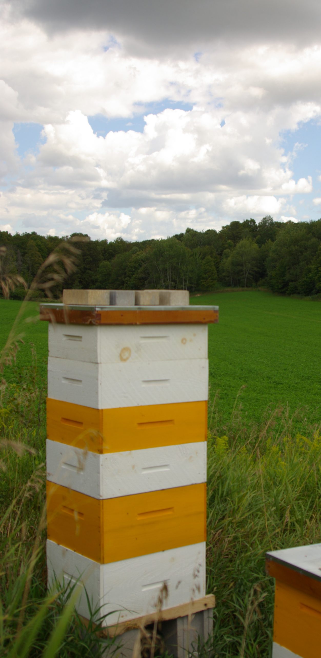 Several bee hive boxes are sitting in an open field under a cloudy sky in the height of summer.