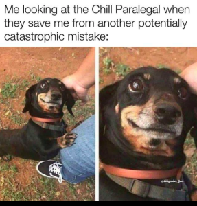 Two side-by-side pictures of the same dog, one zoomed in, with the caption, "Me looking at the Chill Paralegal when they save me from another potentially catastrophic mistake".