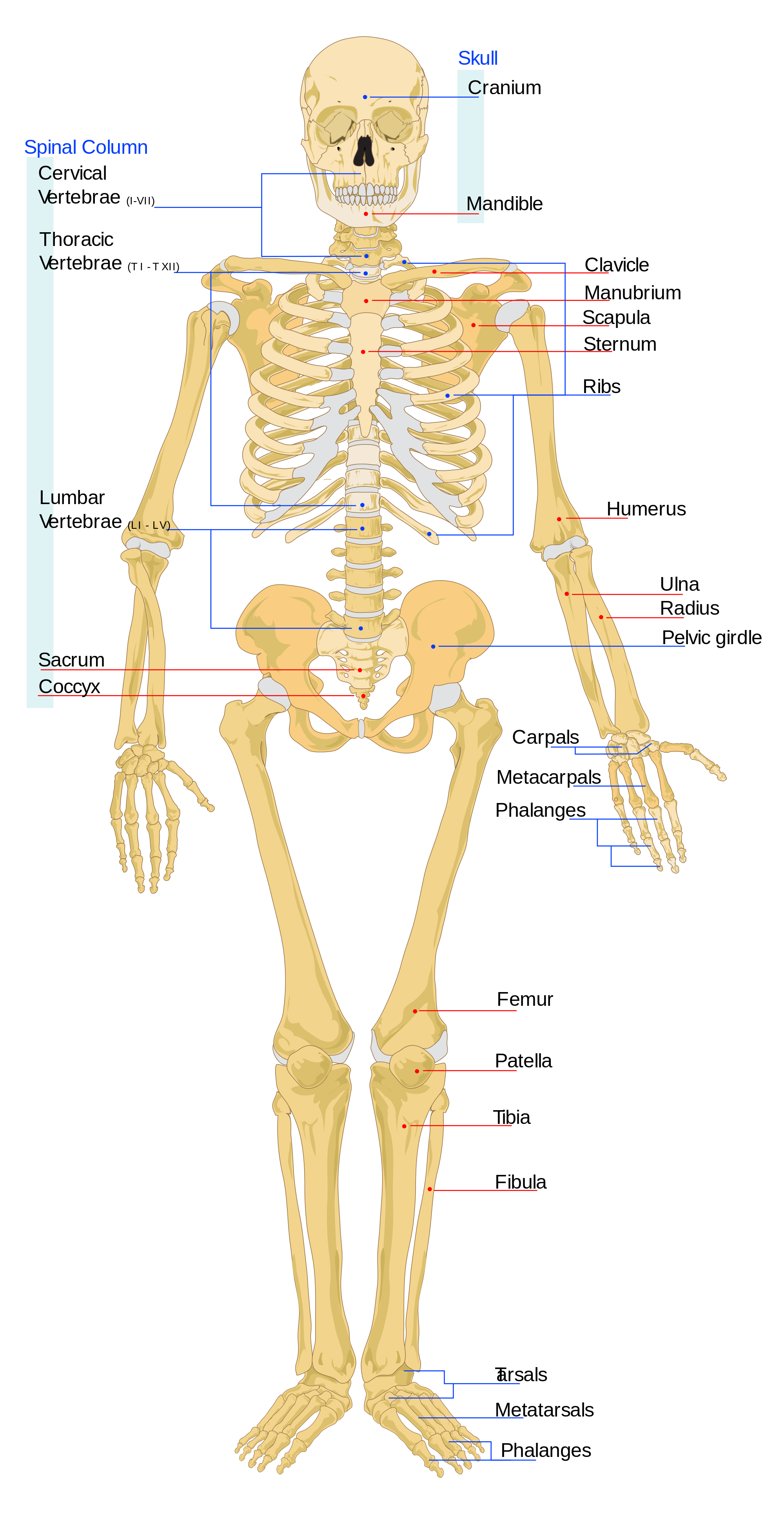 Sketch of human skeleton