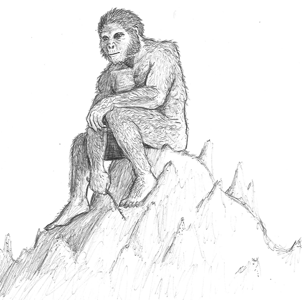 Sketch of Paranthropus boisei