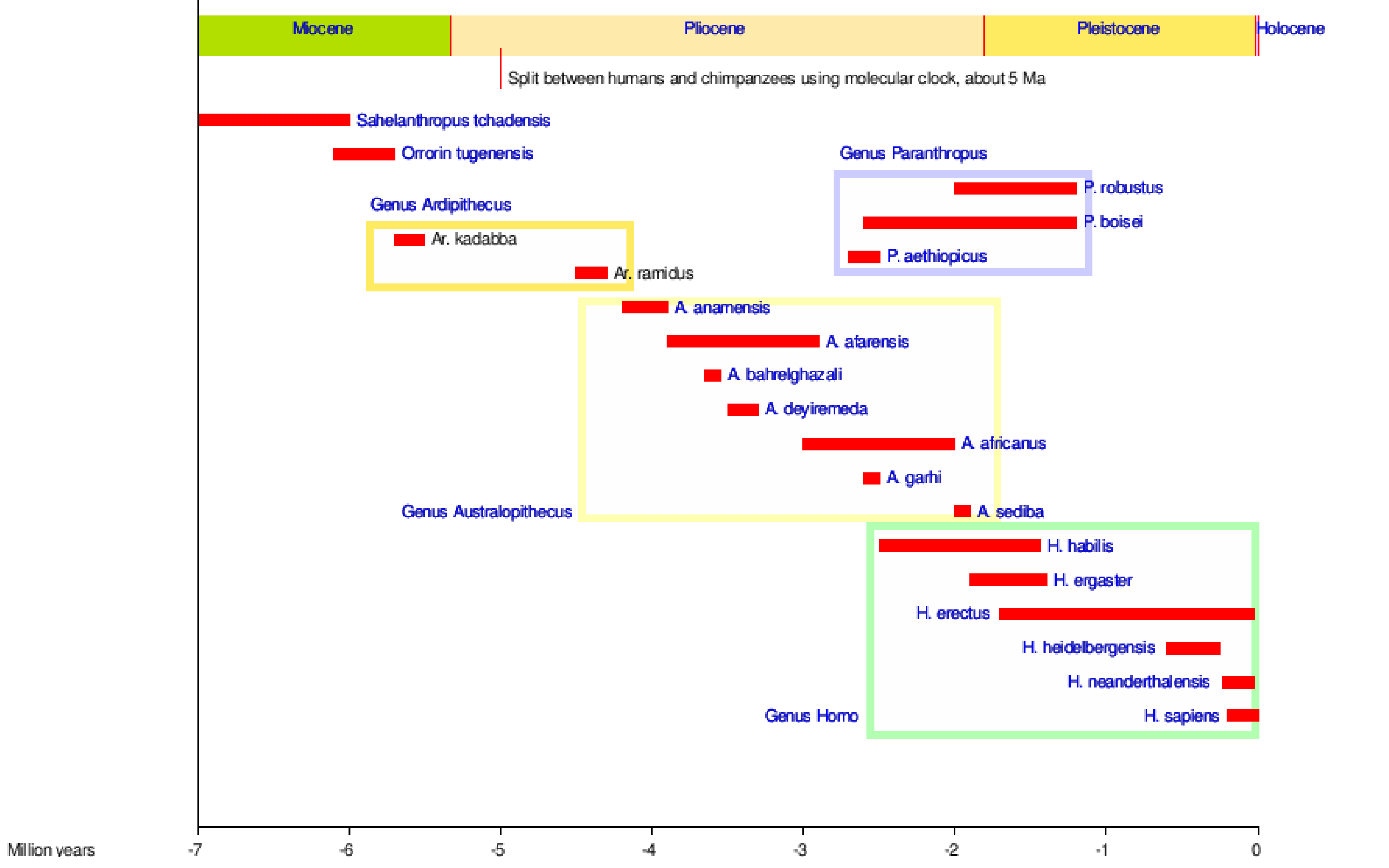 Graph of Hominin species through time