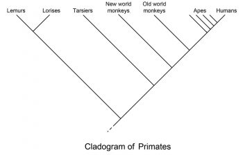 2. Primate Classification – The History of Our Tribe: Hominini