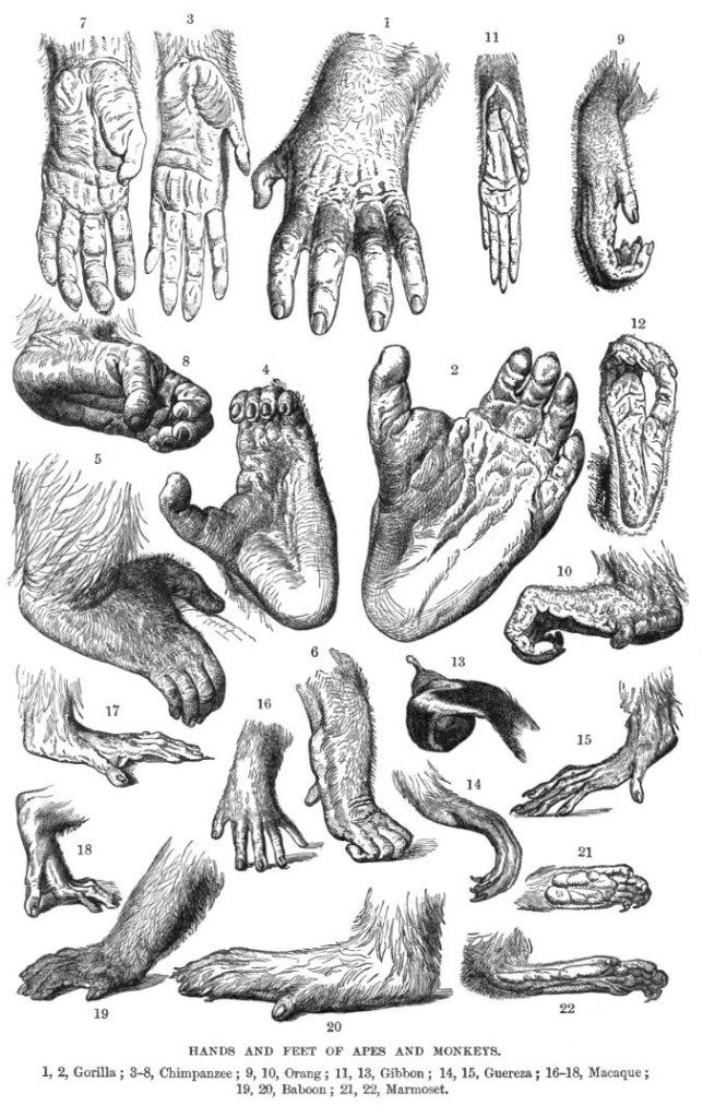 sketches of Hands and feet of apes and monkeys.