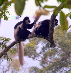 Photograph of Black-and-white colobus monkey