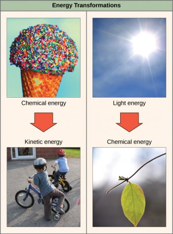 4.1 Energy and Metabolism – Concepts of Biology-1st Canadian Edition