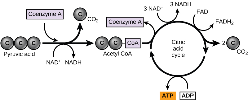 A graphic shows pyruvate becoming a two-carbon acetyl group by removing one molecule of carbon dioxide. The two-carbon acetyl group is picked up by coenzyme A to become acetyl CoA. The acetyl CoA then enters the citric acid cycle. Three NADH, one FADh3, one ATP, and two carbon dioxide molecules are produced during this cycle.