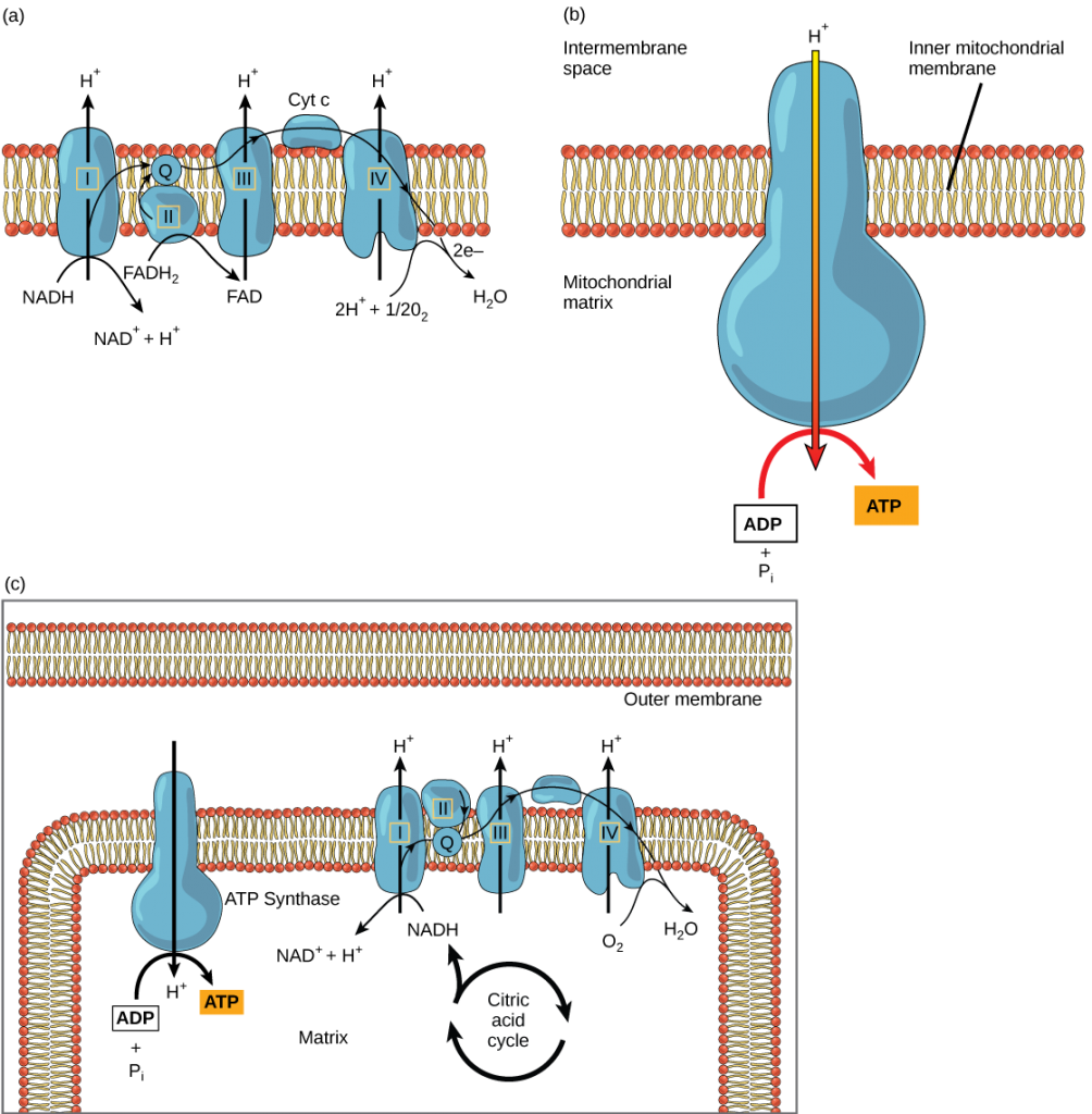 Part a: This illustration shows the electron transport chain embedded in the inner mitochondrial membrane. The electron transport chain consists of four electron complexes. Complex I oxidizes NADH to NAD+ and simultaneously pumps a proton across the membrane into the intermembrane space. The two electrons released from NADH are shuttled to coenzyme Q, then to complex III, to cytochrome c, to complex IV, then to molecular oxygen. In the process, two more protons are pumped across the membrane into the intermembrane space, and molecular oxygen is reduced to form water. Complex II removes two electrons from FADh3, thereby forming FAD. The electrons are shuttled to coenzyme Q, then to complex III, cytochrome c, complex I, and molecular oxygen as in the case of NADH oxidation. Part b: This illustration shows an ATP synthase enzyme embedded in the inner mitochondrial membrane. ATP synthase allows protons to move from an area of high concentration in the intermembrane space to an area of low concentration in the mitochondrial matrix. The energy derived from this exergonic process is used to synthesize ATP from ADP and inorganic phosphate. Part c: This illustration shows the electron transport chain and ATP synthase enzyme embedded in the inner mitochondrial membrane, and the citric acid cycle in the mitochondrial matrix. The citric acid cycle feeds NADH and FADh3 into the electron transport chain. The electron transport chain oxidizes these substrates and, in the process, pumps protons into the intermembrane space. ATP synthase allows protons to leak back into the matrix and synthesizes ATP.