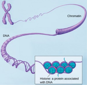 Figure 3.12: Chromatin
