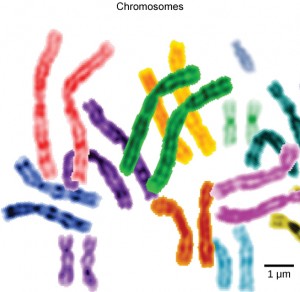Figre 3.13: paired chromosomes