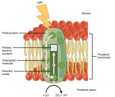 5.2: The Light-Dependent Reactions of Photosynthesis – Concepts of