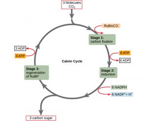 5.3: The Calvin Cycle – Concepts of Biology-1st Canadian Edition