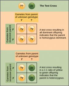 8.2 Laws of Inheritance – Concepts of Biology-1st Canadian Edition