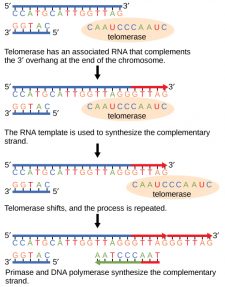 9.2 Dna Replication – Concepts Of Biology-1st Canadian Edition