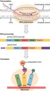 9.5 How Genes Are Regulated – Concepts of Biology-1st Canadian Edition