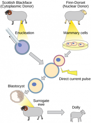 10.1 Cloning and Genetic Engineering – Concepts of Biology-1st Canadian ...