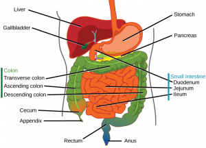 11.2 Digestive System – Concepts of Biology-1st Canadian Edition