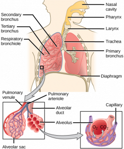 11.3 Circulatory and Respiratory Systems – Concepts of Biology-1st ...