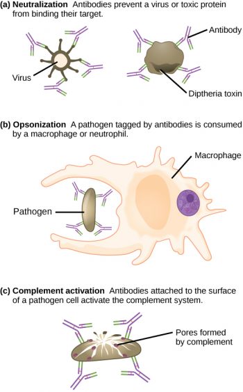 12.3 Adaptive Immunity – Concepts of Biology-1st Canadian Edition